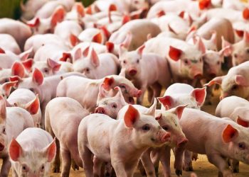 ¿Cómo prevenir la triquinosis en el consumo de alimentos de origen porcino?