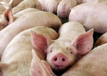 Alerta triquinosis: Se detectaron nuevos casos en el sur de la provincia de Santa Fe.