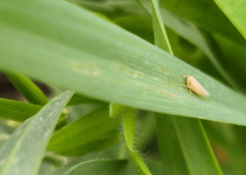 La Chicharrita del Maíz: Un Desafío Persistente para los Productores Agrícolas