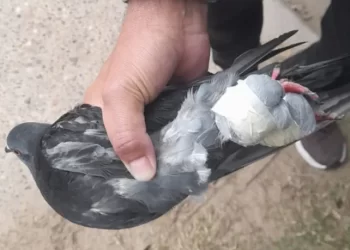 Coronda: Atraparon a otra narco paloma en las inmediaciones de la unidad penitenciaria.