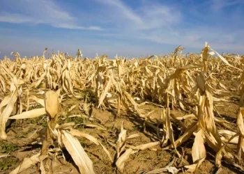 El campo en alerta con la posible llegada de la niña en el mes de agosto