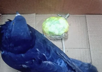 CORONDA: Otra narco paloma capturada en cercanías de la unidad penitenciaria