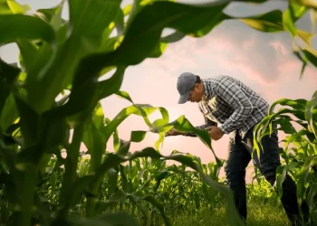 «Hacer o No Hacer Maíz»: La Gran Dilema para los Productores de la Zona Núcleo en la Campaña 2024/25