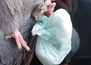 CORONDA: Otra narco paloma en cercanias del penal