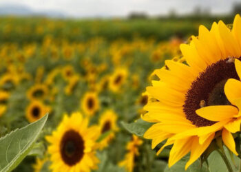 Orobanche cumana: La nueva amenaza para el cultivo de Girasol en América