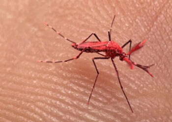 Liberación de mosquitos estériles en Mendoza para combatir el dengue: Una estrategia biológica innovadora