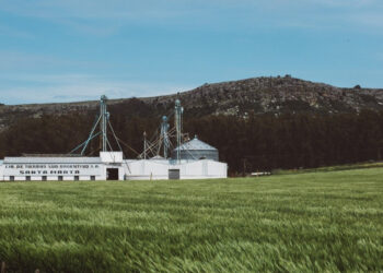 Sostenibilidad en Balcarce: La rotación de maíz con verdeos como estrategia para reducir la huella de carbono