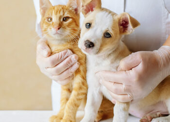 OLIVEROS: Jornada de castración de mascotas