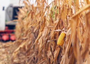 Los márgenes agrícolas en Argentina para la Campaña 2024/25: ¿Es rentable sembrar Maíz tardío?
