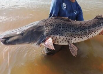 Comienzó la veda del surubí en Santa Fe: Prohibiciones, requisitos y sanciones para su cumplimiento.