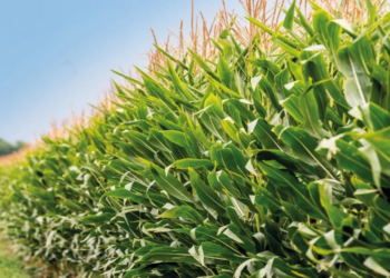 MAIZ: la esperanza del campo para 2025. Todas las flechas apuntan hacia arriba