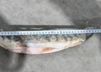 Provincia intensifica los controles y decomisos contra la pesca ilegal