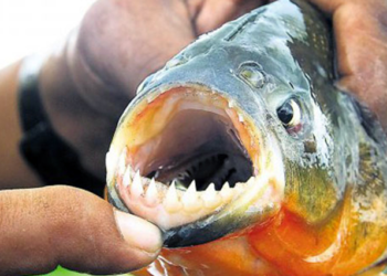 Alerta palometas: qué son y por qué atacan cuando aumenta la temperatura en el río Paraná