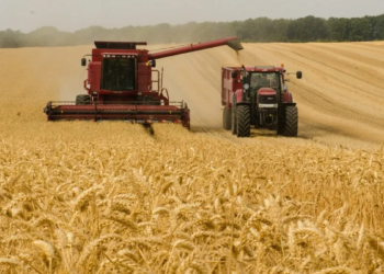 El trigo 2024/25 sacó un “aprobado” en calidad y se espera una cosecha cercana a 20 millones de toneladas