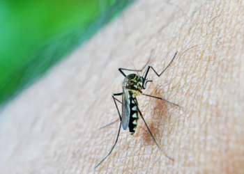 DENGUE: Ponen el foco en quienes regresan de Brasil y piden precaución.