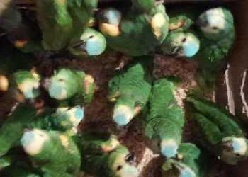 Rescataron loros y cotorras en operativos en Desvío Arijón y Rosario