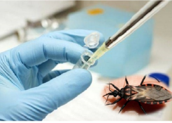 ENFERMEDAD DE CHAGAS: La vacuna preventiva muestra buenos resultados