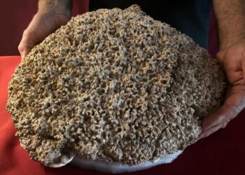 Gran descubrimiento cerca de Rosario: Encuentran estos fósiles de un armadillo milenario