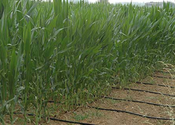 El beneficio del riego por goteo: “12 años con rindes superiores a 16.000 kilos en maíz”