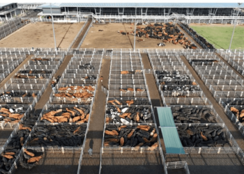 La hacienda sigue escalando y llegó a un nuevo techo en Cañuelas: $3.200 por un lote de vaquillonas