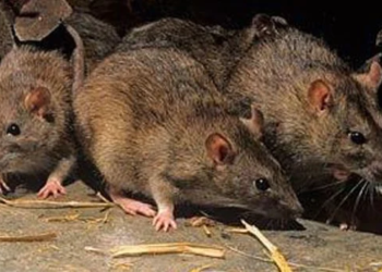 Alerta en Santa Fe: Fallece un adolescente por hantavirus y refuerzan medidas de prevención