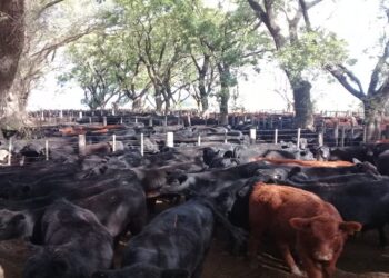 Cómo será el primer remate de hacienda en la historia del Banco Nación: 28.000 cabezas en oferta