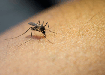 CASILDA: Murió la primer persona con DENGUE en la provincia de Santa Fe