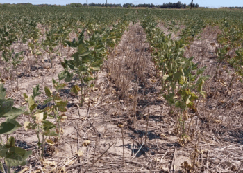 Prorrogan y amplían del Estado de Emergencia y Desastre Agropecuario en la provincia de Santa Fe