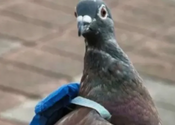 CORONDA: Otra narco paloma en la unidad penitenciaria fue encontrada este jueves.