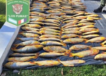 CORONDA: secuestraron 126 piezas de dorados en el puerto fiscalizador