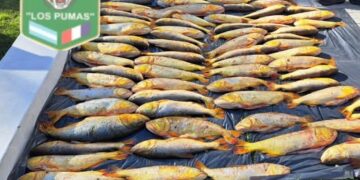 CORONDA: secuestraron 126 piezas de dorados en el puerto fiscalizador