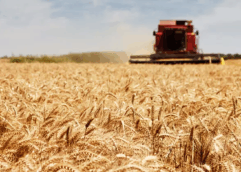 Retenciones: vuelven a subir para la soja y el maíz, pero extienden la rebaja para el trigo