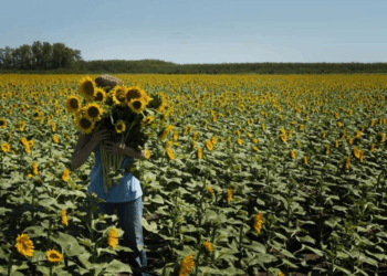 AGRO: El girasol va por otro fuerte aumento de la siembra