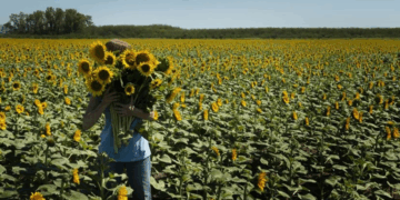 AGRO: El girasol va por otro fuerte aumento de la siembra