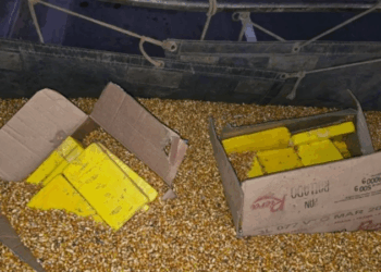 Incautan más de 44 kilos de cocaína ocultos en una carga de maíz que venía a Rosario