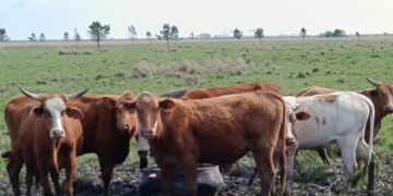 El Bovino Criollo: El regreso de una genética estratégica a los campos argentinos