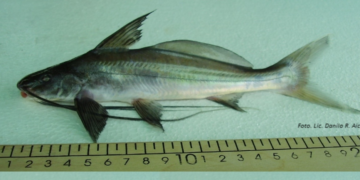 ¿Pescaste un «Patí de aletas negras»? El misterio que moviliza a científicos de Rosario y Santa Fe