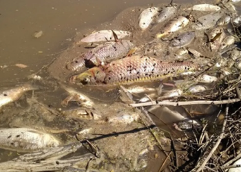 Mortandad de peces en el río Carcarañá: La comuna de Oliveros emitió un comunicado.
