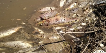 Mortandad de peces en el río Carcarañá: La comuna de Oliveros emitió un comunicado.