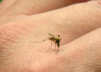 Sigue la alerta por la fiebre chikungunya: hubo 268 casos nuevos