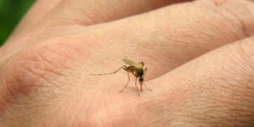 Sigue la alerta por la fiebre chikungunya: hubo 268 casos nuevos