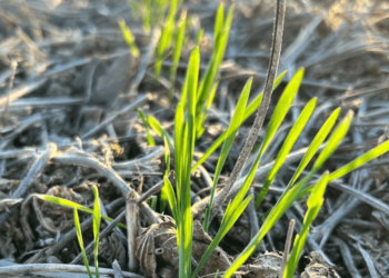 Trigo: un tratamiento de semillas biológico “promueve” una mayor eficacia en la siembra