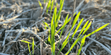 Trigo: un tratamiento de semillas biológico “promueve” una mayor eficacia en la siembra