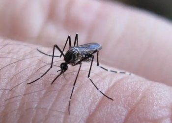 Chikungunya en Argentina: crecen los casos y se intensifica la circulación en el norte del país