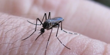 Chikungunya en Argentina: crecen los casos y se intensifica la circulación en el norte del país