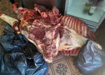 SERODINO: Allanaron una carnicería por robo de ganado y encontraron más de 180 panes de marihuana en un freezer