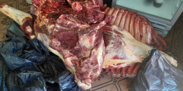 SERODINO: Allanaron una carnicería por robo de ganado y encontraron más de 180 panes de marihuana en un freezer