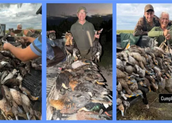 Investigan una masacre de fauna en el norte santafesino: denuncian la caza ilegal de más de 300 animales