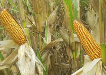 Genética y manejo: las claves de un productor santafesino para alcanzar rindes de hasta 185 qq/ha en maíz