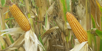 Genética y manejo: las claves de un productor santafesino para alcanzar rindes de hasta 185 qq/ha en maíz